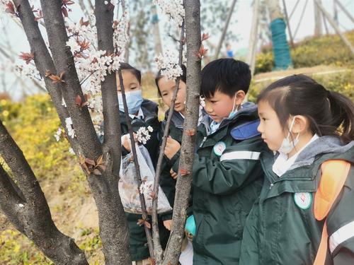 郑东新区龙华小学的学生观察花的结构