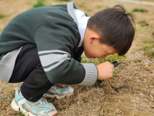 郑东新区龙华小学学生用放大镜观察植物的变化