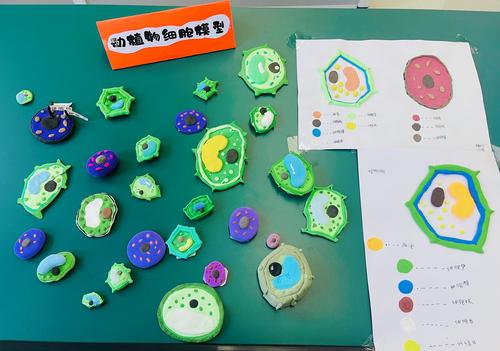 六年级学生用彩泥制作“植物与动物细胞模型”